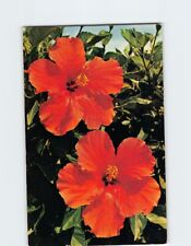 Postcard Beautiful Hibiscus Flowers picture