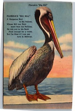 Postcard Florida's Big Bill - pelican with hellican saying picture