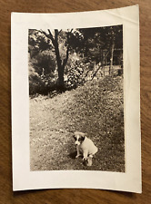 1930s Family Dog Young Puppy Pup Doggy Yard Original Snapshot Photo P11a16 picture