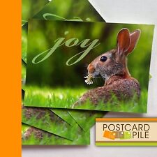 Unused Postcards, Set Of 5, Joy Rabbit Greeting Lot Photo Bunny picture