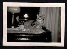 KITTY CAT RELAXING ON TABLE UNDER LAMP OLD/VINTAGE PHOTO SNAPSHOT- M372 picture