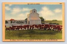 Beef Cattle in Kansas Linen Postcard picture