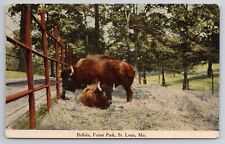 1907-15 Postcard Buffalo Forest Park St Louis MO Bison picture
