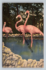 Postcard Flamingos In Tropical Florida Linen St. Petersburg picture