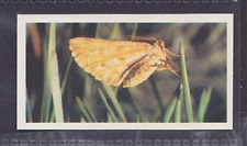 BORDERED WHITE MOTH - 40 + year old English Trade Card # 30 picture
