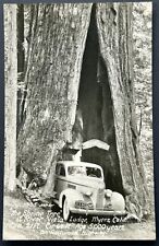 The Shrine Tree. River Vista Lodge. Myers California. Real Photo Postcard. RPPC picture