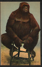 Postcard Susie The Trained Gorilla Cincinnati Ohio Zoo Unused Sitting Stool picture