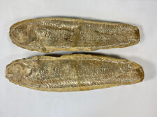 Large Double Sided Fish Fossils Incredibly Detailed High Quality picture