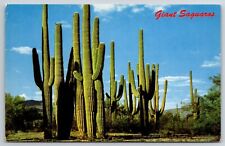 Postcard Giant Saguaros Family Group Of Saguaros Arizona Unposted Petley Clean picture