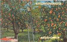 Harvesting a Golden Crop of Oranges-Sunny Florida FL-unposted vintage picture