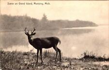 Munising, MI Michigan  DEER On GRAND ISLAND   ca1910's Rotograph B&W Postcard picture