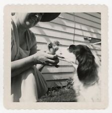 1950s deckle edged 3 X 3 vintage PHOTO CUTE SPANIEL dog smells ducklings woman picture