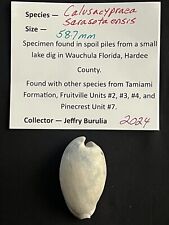 EXTINCT Fossilized COWRIE Shell ( Calusacypraea Sarasotaensis ) From Central Fl picture