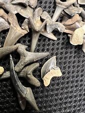 Mixed Species Nice Cretaceous Period Shark Teeth Fossils From Mississippi picture
