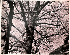 Vintage 1980 8 x 10 BLACK & WHITE PHOTO/TREE IN PROSPECT PARK BROOKLYN NYC picture