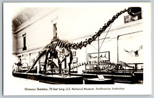 RPPC Vintage Postcard - Dinosaur Skeleton, 70 Ft. Long, Smithsonia Institution picture