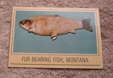Montana Comic Fur Bearing Fish Trout Fishing 1950's Postcard Mel Kastella picture