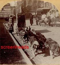 1900 ADVERTISING STEREOVIEW PHOTO SEATTLE WASHINGTON Dog Team WHITING VIEW CO. picture