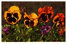 postcard Beautiful Pansy Flowers A2432 picture
