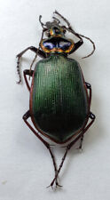 Fiery Searcher: Ground Beetle: Calosoma scrutator (Carabidae) USA Coleoptera picture