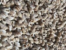 1000 Nassa Persica  Seashells -  Tiny Sea Shells 0.5”-0.75”  picture
