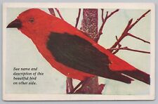 Animal~Bird~Scarlet Tanager~Vintage Postcard picture