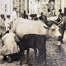 Antique 1918 Milking Cows Downtown Caracas Venezuela Stereoview Photo Card P1366 picture