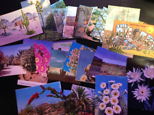 40+ Postcard lot, Desert, Cactus. Nice picture