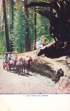 California Huge Fallen Tree, Horses Wagon, Women Wearing Hats, Vintage Postcard picture