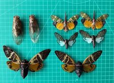 8pcs Taxidermy Cicadas BugsTeaching Collection Insects Oddity Entomology Gift picture