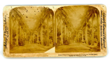 1896 Stereoview Avenue Of Royal Palms Queens Hospital Grounds Honolulu Hawaiian picture