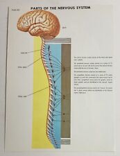Vtg 70s The Nervous System Medical Anatomy Book Illustrations Images Lot picture