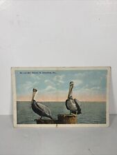 VTG Postcard Mr. And Mrs. Pelican, St. Petersburg, Fla. Unposted picture