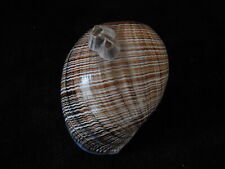 Sea shell Hydatina physis 44mm ID#5788 picture