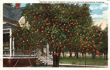 Postcard FL Orange Tree Front Lawn Florida 1921 White Border Vintage PC f9907 picture