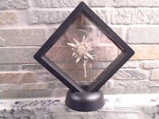 REAL Flower Edelweiss Blossom in Black Frame on Stand 3