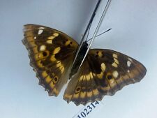 Apatura ilia form clytie/Female/Nymphalidae/South Belarus picture