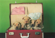 Chinese Shar Pei Dog Postcard ~ Puppies in Suitcase ~ By Judy Reinen ~ New picture