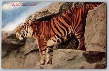 New York NY - Malay Tiger Princeton Zoological Park - Vintage Postcard picture