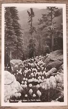 Bear Grass in Bloom in North Idaho RPPC Ross Hall ID  Postcard picture