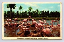 c1965 Pink Flamingos Hialeah Race Course Miami Florida FL Chrome Postcard picture