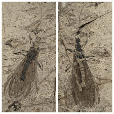 A pair of exquisite insect fossils from the Jurassic Daohugou period picture