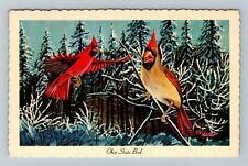 Cardinal, Ohio State Bird Vintage Souvenir Postcard picture