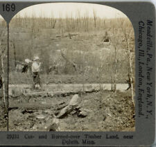MINNESOTA, Cut & Burned Over Timber Near Duluth--Keystone Stereoview B56 picture