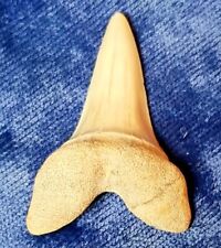 Vintage Shark Tooth with Bone ~ Ray Rohr Cosmic Artifacts picture