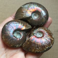Rainbow 115g 3pcs  Natural conch Ammonite fossil specimens of Madagascar 12 picture