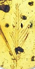 Rare Avian/Dinosaur Late Cretaceous Epoch Burmite Amber 99 MYA Fossil Specimen picture