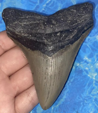 4.2 INCH REAL MEGALODON SHARK TOOTH FOSSIL Genuine PREHISTORIC MEGALODON TEETH picture