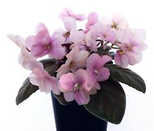 African Violet 'Loupy Lou' (M)--Showy Large Blooms--TWO LEAVES picture