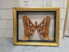 Attacus Atlas Taxidermy Moth Thailand Framed 8 X 12 picture